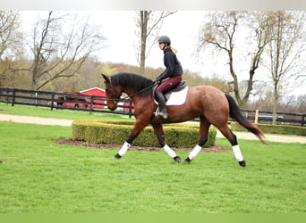 Frisones, Caballo castrado, 6 años, 157 cm, Castaño-ruano