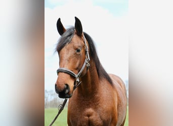 Frisones, Caballo castrado, 6 años, 157 cm, Castaño-ruano