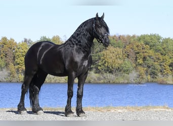 Frisones, Caballo castrado, 6 años, 157 cm, Negro