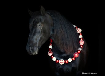 Frisones, Caballo castrado, 6 años, 157 cm, Negro