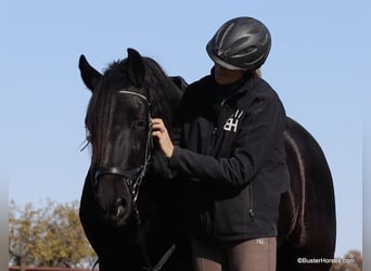 Frisones, Caballo castrado, 6 años, 157 cm, Negro