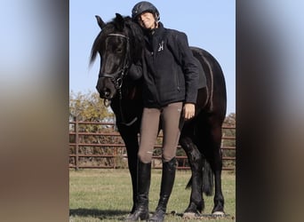 Frisones, Caballo castrado, 6 años, 157 cm, Negro