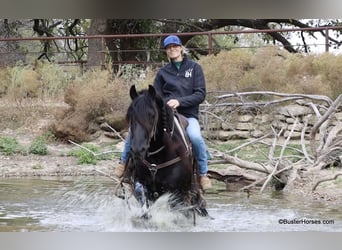 Frisones, Caballo castrado, 6 años, 157 cm, Negro