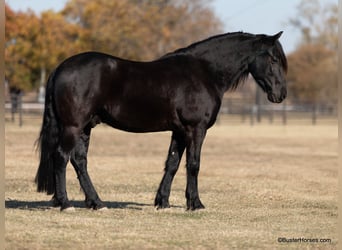 Frisones, Caballo castrado, 6 años, 157 cm, Negro