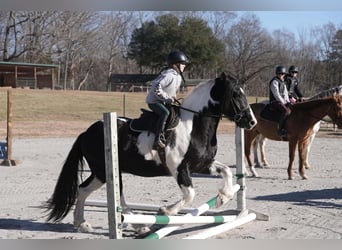 Frisones Mestizo, Caballo castrado, 6 años, 157 cm, Pío