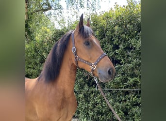 Frisones Mestizo, Caballo castrado, 6 años, 160 cm, Castaño