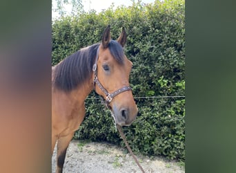 Frisones Mestizo, Caballo castrado, 6 años, 160 cm, Castaño