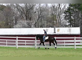 Frisones, Caballo castrado, 6 años, 160 cm, Castaño rojizo