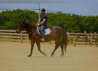 Frisones, Caballo castrado, 6 años, 160 cm, Castaño rojizo