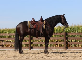 Frisones, Caballo castrado, 6 años, 160 cm, Negro