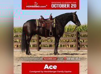 Frisones, Caballo castrado, 6 años, 160 cm, Negro