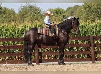 Frisones, Caballo castrado, 6 años, 160 cm, Negro