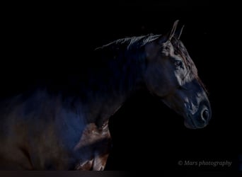 Frisones, Caballo castrado, 6 años, 160 cm, Negro