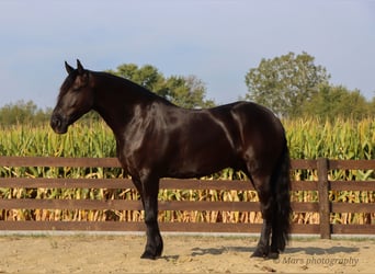 Frisones, Caballo castrado, 6 años, 160 cm, Negro