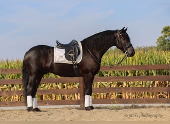 Frisones, Caballo castrado, 6 años, 160 cm, Negro