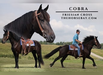 Frisones, Caballo castrado, 6 años, 160 cm, Negro