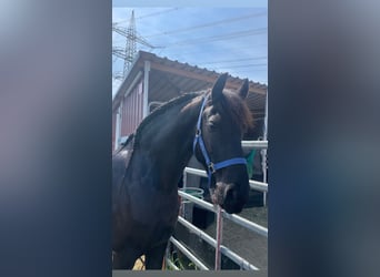 Frisones, Caballo castrado, 6 años, 162 cm, Negro