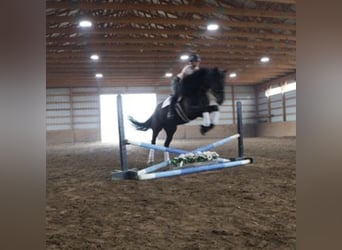 Frisones, Caballo castrado, 6 años, 162 cm, Negro