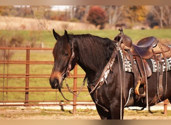 Frisones Mestizo, Caballo castrado, 6 años, 163 cm, Castaño rojizo