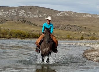 Frisones Mestizo, Caballo castrado, 6 años, 163 cm, Grullo