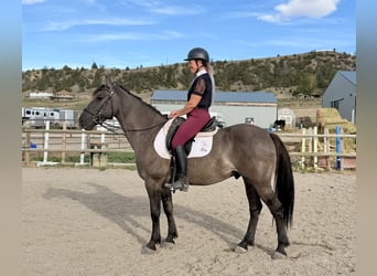 Frisones Mestizo, Caballo castrado, 6 años, 163 cm, Grullo