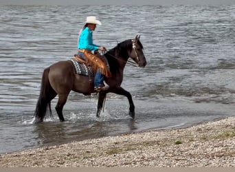 Frisones Mestizo, Caballo castrado, 6 años, 163 cm, Grullo