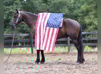 Frisones Mestizo, Caballo castrado, 6 años, 163 cm, Negro