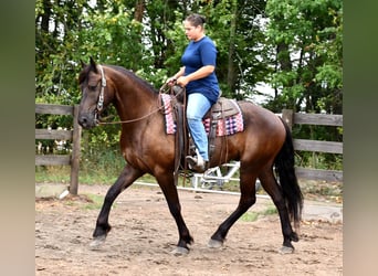Frisones Mestizo, Caballo castrado, 6 años, 163 cm, Negro
