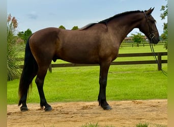 Frisones, Caballo castrado, 6 años, 163 cm, Negro
