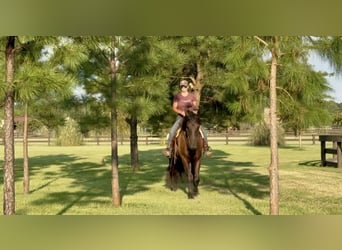 Frisones, Caballo castrado, 6 años, 163 cm, Negro
