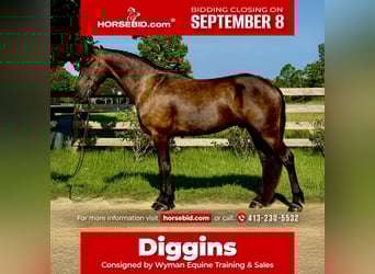 Frisones, Caballo castrado, 6 años, 163 cm, Negro