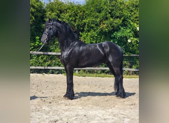 Frisones, Caballo castrado, 6 años, 163 cm, Negro