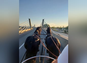 Frisones, Caballo castrado, 6 años, 163 cm, Negro