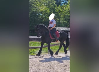 Frisones, Caballo castrado, 6 años, 163 cm, Negro
