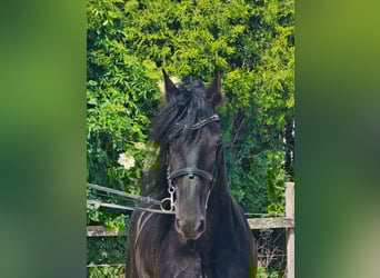 Frisones, Caballo castrado, 6 años, 163 cm, Negro