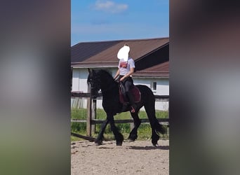 Frisones, Caballo castrado, 6 años, 163 cm, Negro