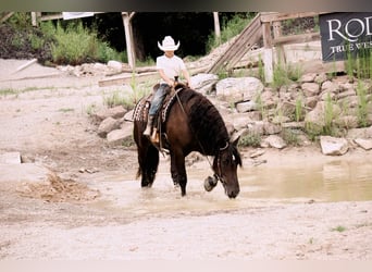 Frisones Mestizo, Caballo castrado, 6 años, 163 cm, Negro
