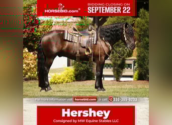 Frisones Mestizo, Caballo castrado, 6 años, 163 cm, Negro