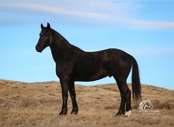 Frisones Mestizo, Caballo castrado, 6 años, 163 cm, Negro