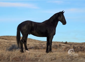 Frisones Mestizo, Caballo castrado, 6 años, 163 cm, Negro