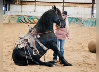 Frisones Mestizo, Caballo castrado, 6 años, 163 cm, Negro