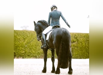 Frisones, Caballo castrado, 6 años, 163 cm, Negro