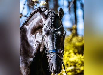 Frisones, Caballo castrado, 6 años, 163 cm, Negro