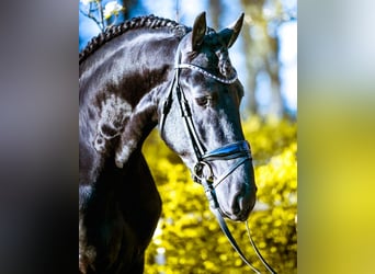 Frisones, Caballo castrado, 6 años, 163 cm, Negro