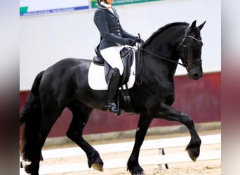 Frisones, Caballo castrado, 6 años, 163 cm, Negro