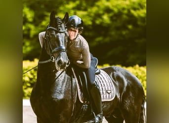 Frisones, Caballo castrado, 6 años, 163 cm, Negro