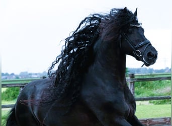 Frisones, Caballo castrado, 6 años, 163 cm, Negro