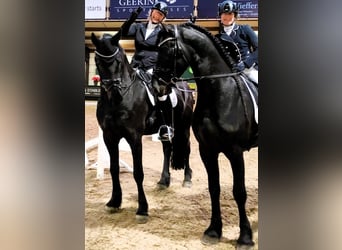 Frisones, Caballo castrado, 6 años, 163 cm, Negro