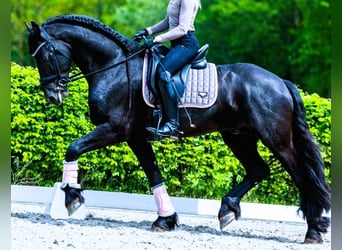 Frisones, Caballo castrado, 6 años, 163 cm, Negro