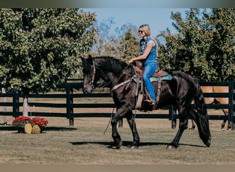 Frisones, Caballo castrado, 6 años, 163 cm, Negro